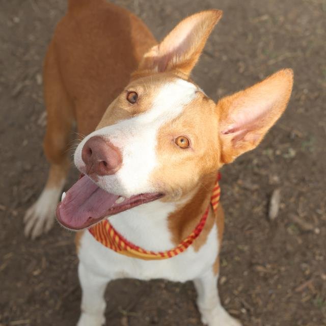 TIGER - Bull Terrier available for adoption