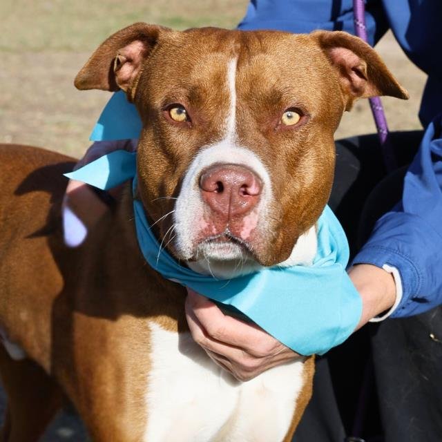BIG RED - American Staffordshire Terrier available for adoption