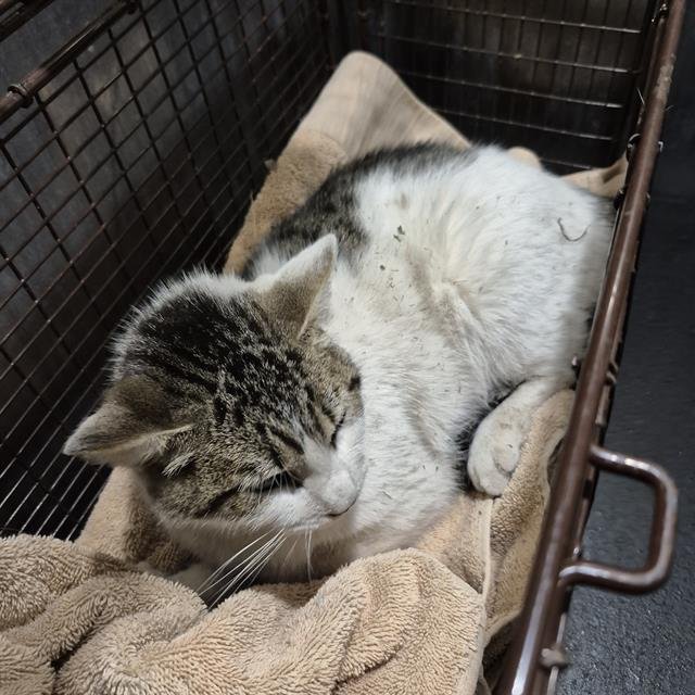 RICO - Domestic Short Hair available for adoption