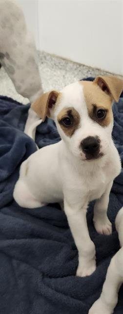 RICO - Terrier available for adoption