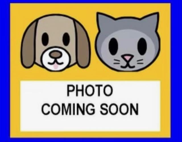 BODEY - Domestic Short Hair available for adoption