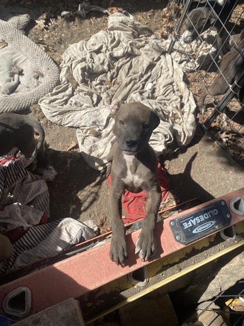 SPECK - American Staffordshire Terrier available for adoption