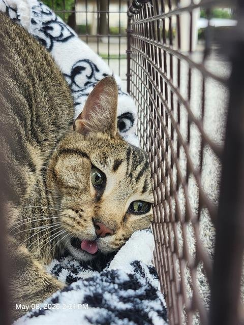 SNICKERS - Domestic Short Hair available for adoption