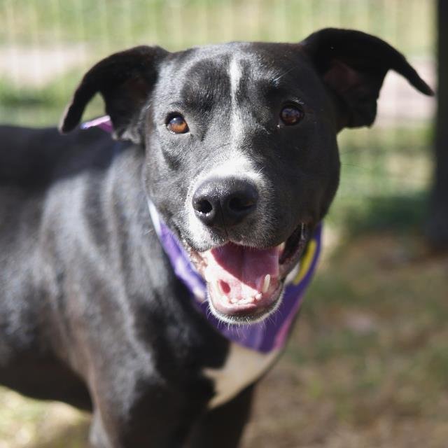 LUCKY - American Staffordshire Terrier available for adoption