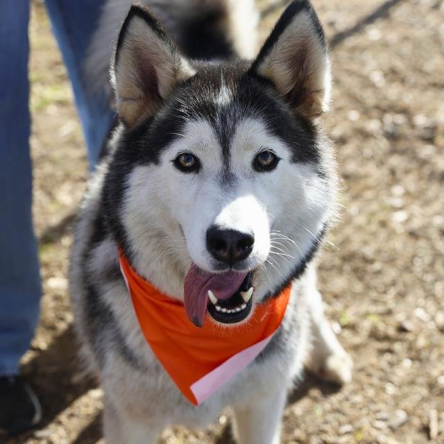 SKY - Husky available for adoption