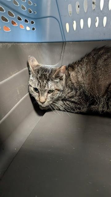 SAMMY - Domestic Short Hair available for adoption