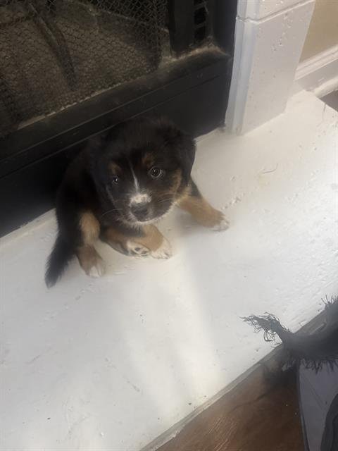 BLACK PANTHER - Chow Chow available for adoption