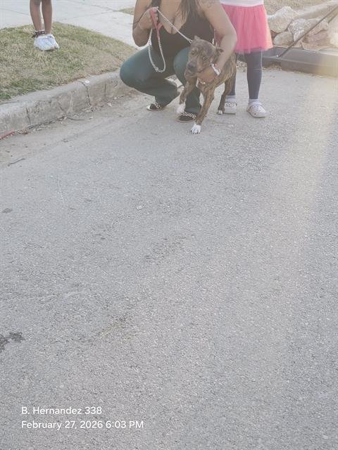 THOR - American Staffordshire Terrier available for adoption