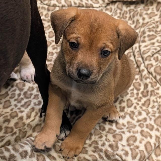 SAL - American Staffordshire Terrier available for adoption