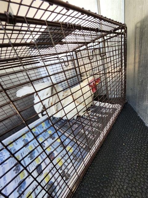 A798564 - Chicken available for adoption