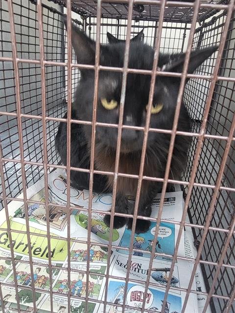 SONNY - Domestic Short Hair available for adoption