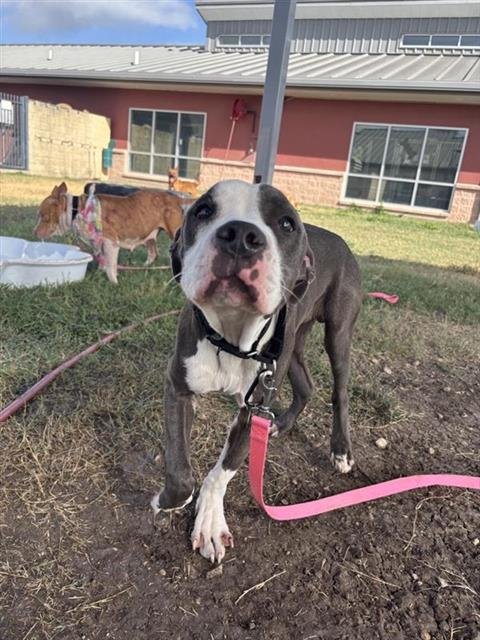 SANTANA - American Staffordshire Terrier available for adoption