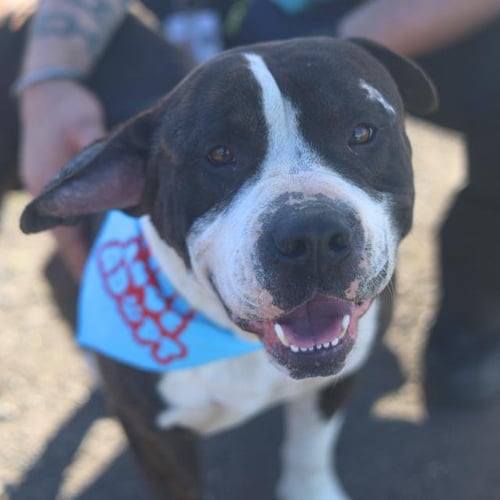 BUCK - American Staffordshire Terrier available for adoption