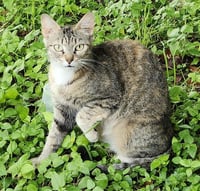 PEPPER - Photo 1
