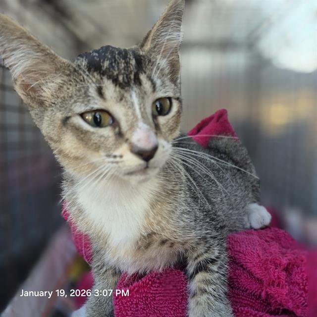 STEVE - Domestic Short Hair available for adoption