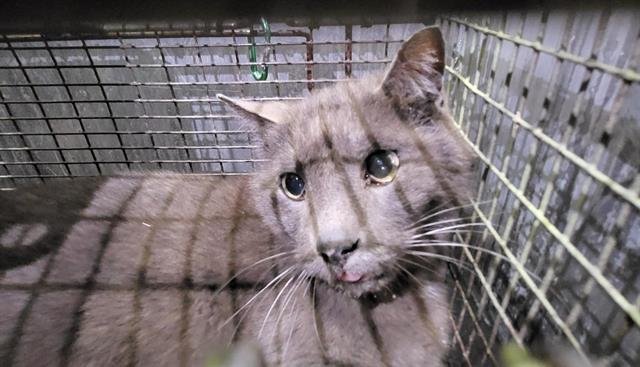 BOBBIE - Domestic Short Hair available for adoption