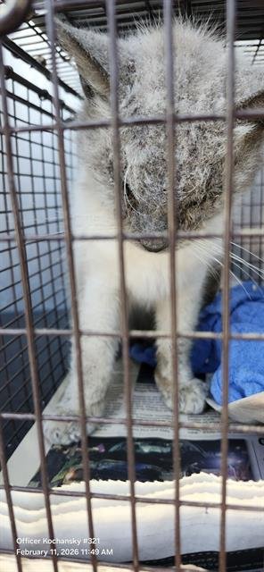 KYLE - Domestic Short Hair available for adoption