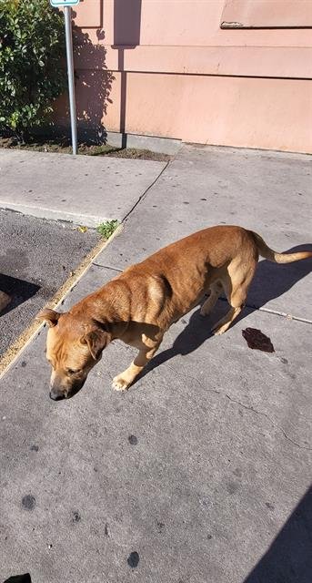 BOSTON - Labrador Retriever available for adoption