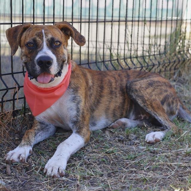 TIMOTHEE - Boxer available for adoption