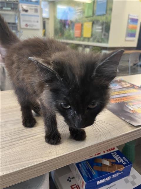 MATT - Domestic Medium Hair available for adoption