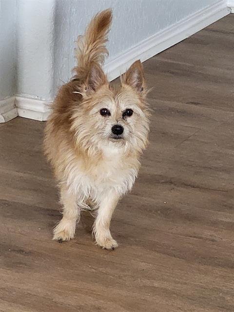 JOJO - Terrier available for adoption