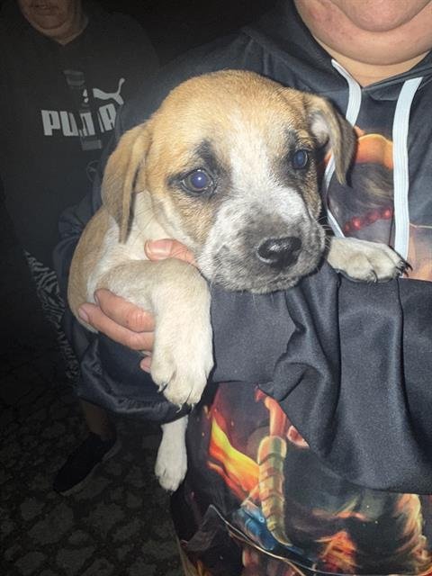 RUFF - American Staffordshire Terrier available for adoption