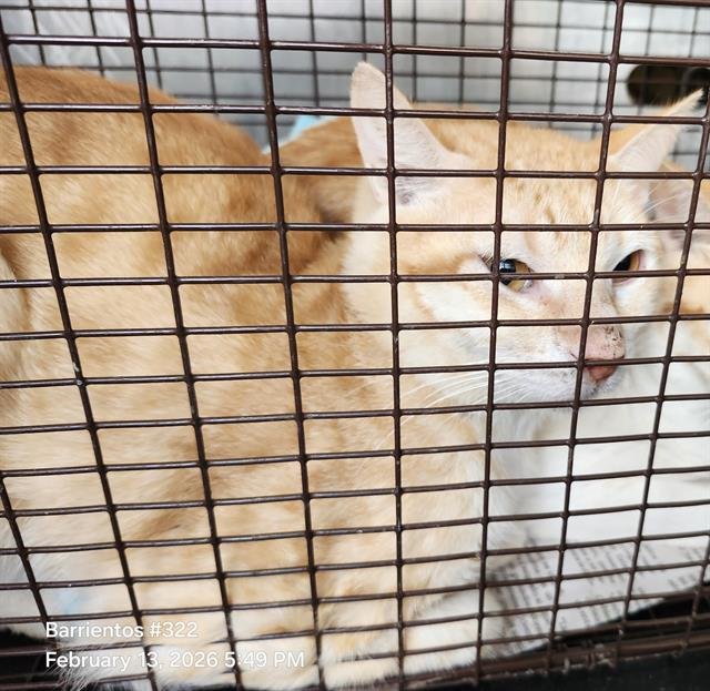 WILLIE - Domestic Short Hair available for adoption