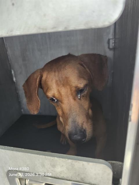 A814197 - Dachshund available for adoption