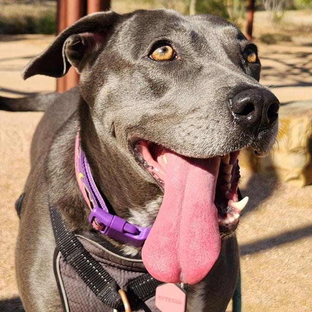 PENNY - Labrador Retriever available for adoption