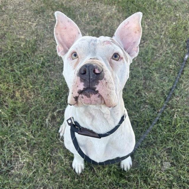 STAR - American Staffordshire Terrier available for adoption