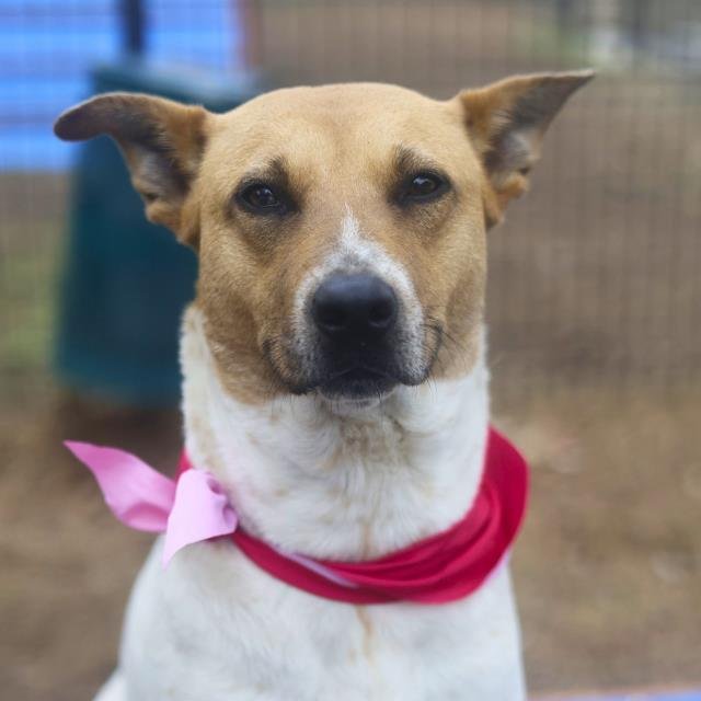 SOPHIA - Terrier available for adoption