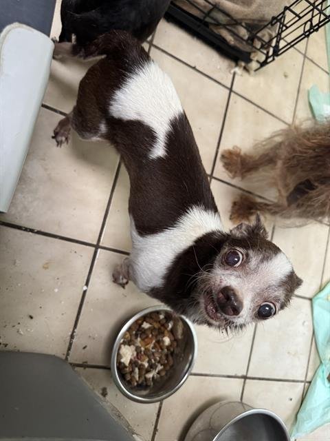 TIMMY - Chihuahua available for adoption