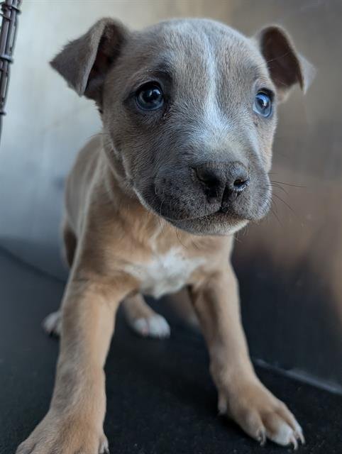 TABBY - Staffordshire Bull Terrier available for adoption