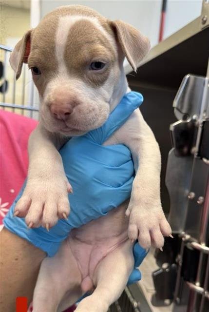 APRICOT - American Staffordshire Terrier available for adoption