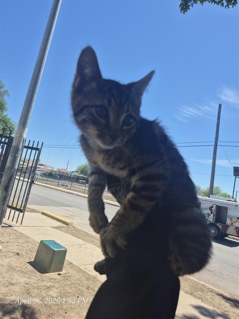 PORSCHE - Domestic Short Hair available for adoption