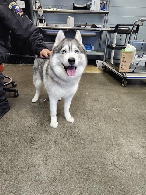 ARIEL - Siberian Husky available for adoption