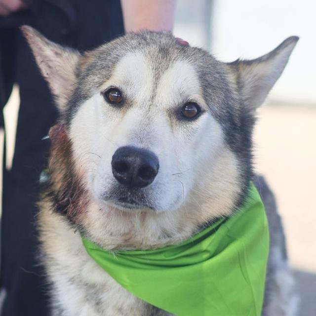 ASPEN - Husky available for adoption