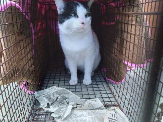 BENJAMIN - Domestic Short Hair available for adoption