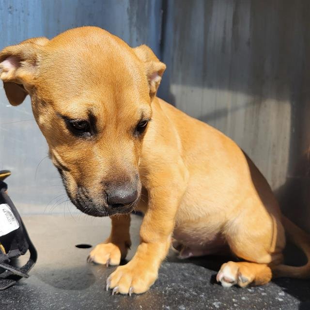 SULLY - American Staffordshire Terrier available for adoption