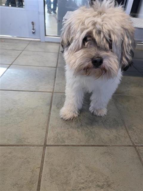 REEVES - Terrier available for adoption