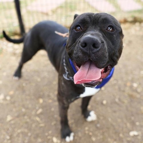 ENZO - American Staffordshire Terrier available for adoption