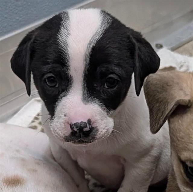 SIERRA - American Staffordshire Terrier available for adoption