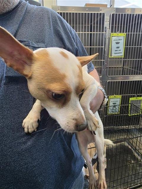 BABY KEEZER - Chihuahua available for adoption