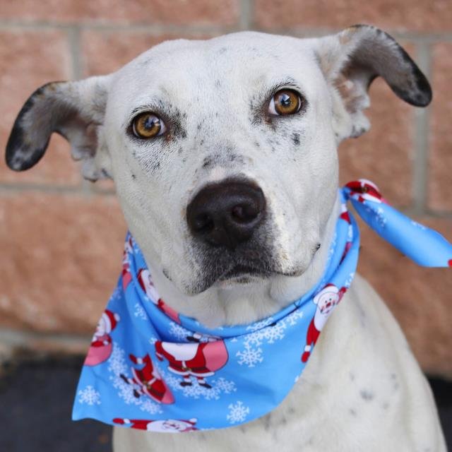 BIRDIE - American Staffordshire Terrier available for adoption