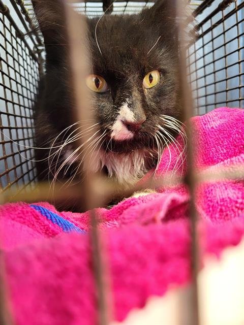 FLUFFER - Domestic Long Hair available for adoption