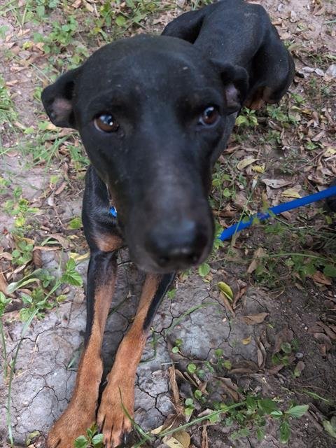 RANDY - Rottweiler available for adoption