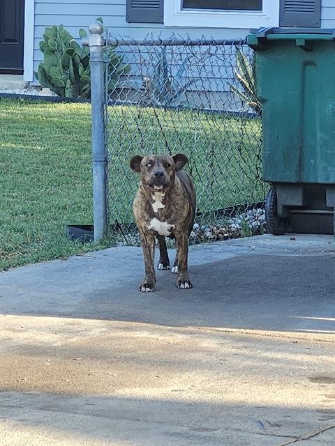 A802505 - American Staffordshire Terrier available for adoption