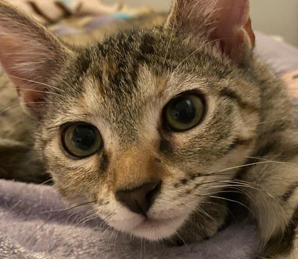 WIGGLES - Domestic Short Hair available for adoption