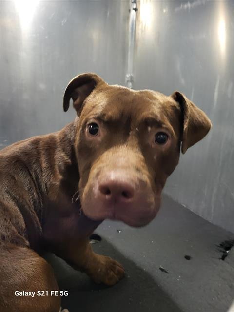 A814280 - American Staffordshire Terrier available for adoption