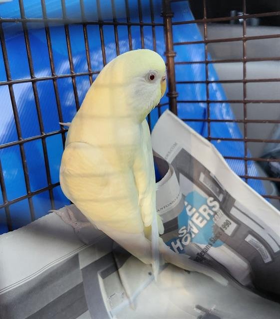 A793864 - Parakeet - Other available for adoption